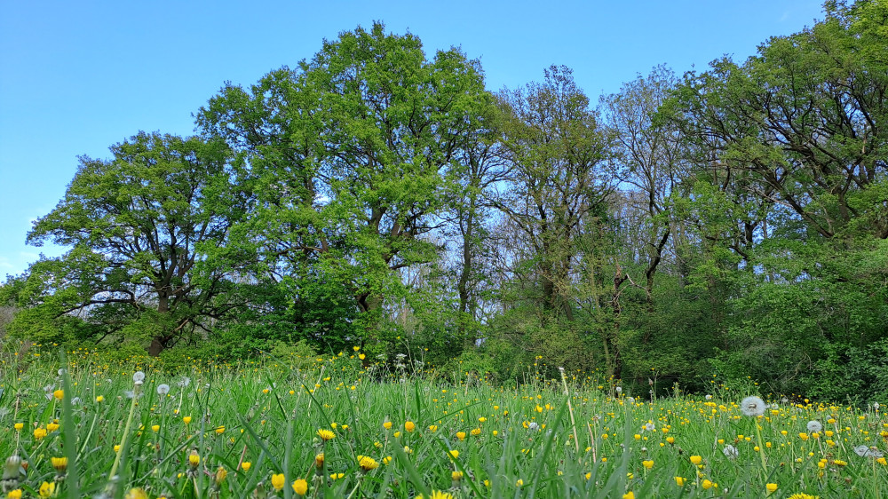 caestert grasland 2